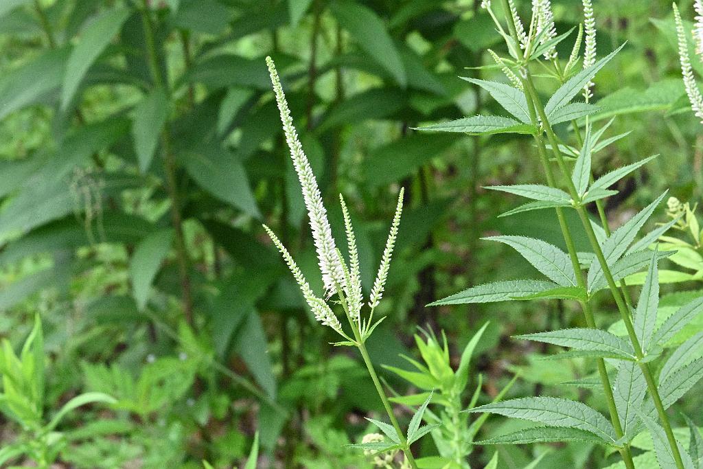 2025-07119545 Tower Hill Botanic Garden, MA.JPG - Culver's Root (Veronicastrum virginicum). New England Botanic Garden at Tower Hill, MA, 7-11-2025